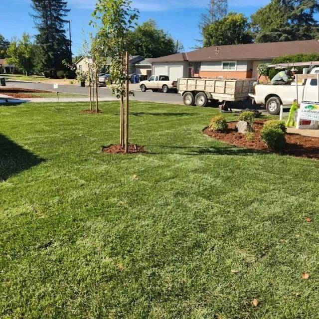 Fresh sod lawn and tree installation